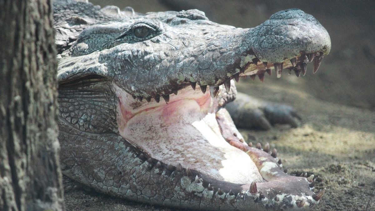 居民怀疑这只鳄鱼吞下了一个在河里游泳的男孩，被抓住，即将被切入他的肚子