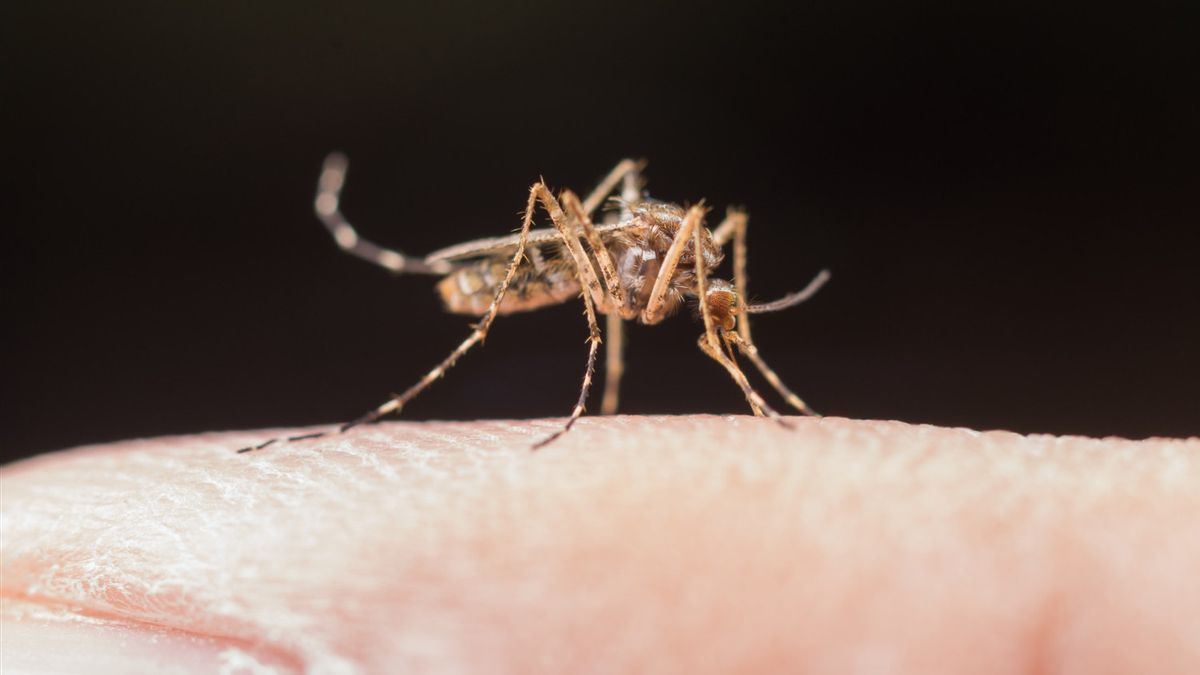 なぜ蚊は耳の近くを飛ばすのが好きですか?これが理由であることが判明しました