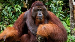 Belajar dari Orang Utan, Gaya Hidup Sehat Agar Tubuh Tetap Ramping dan Bugar