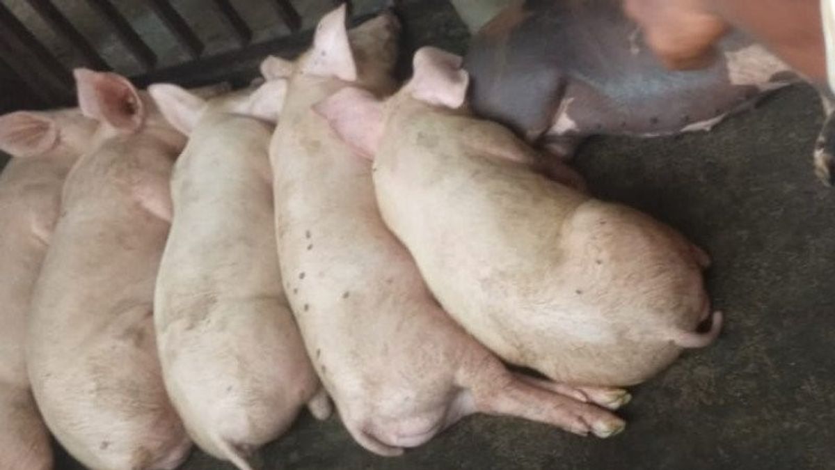 Kemendag Bakal Cek Temuan Babi Terjangkit Virus asal Batam yang Diekspor ke Singapura