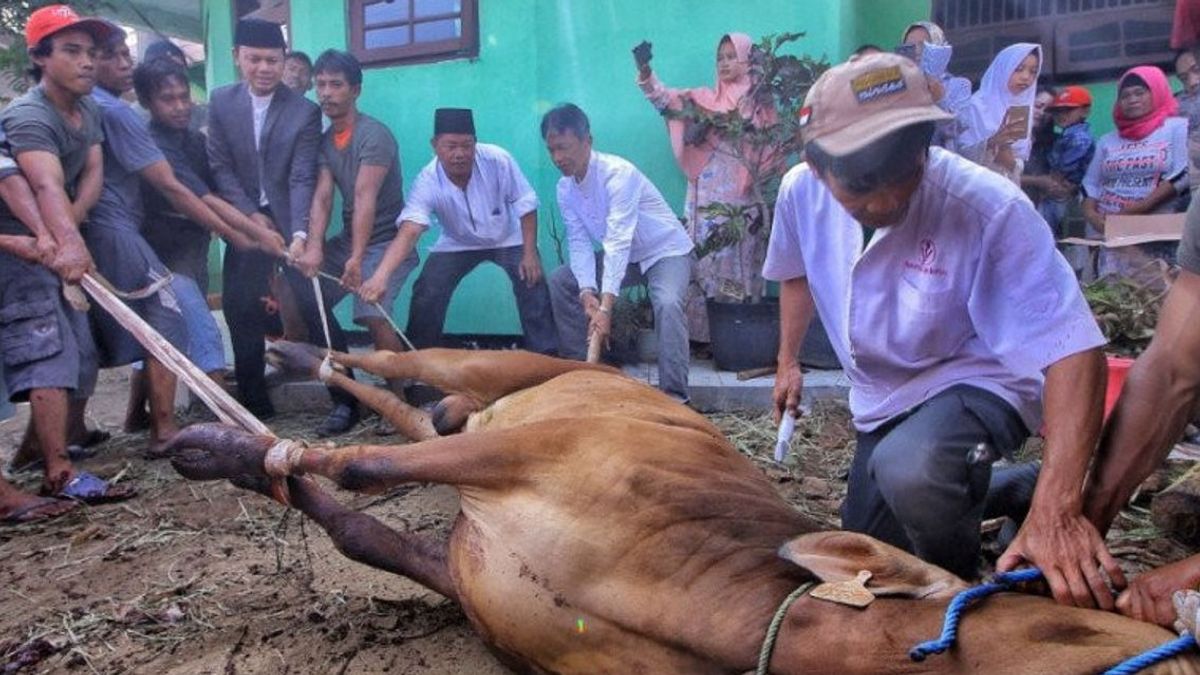 宰牲节前：雅加达DKI禁止屠宰动物和其他政策