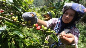  Keren, Astra Gandeng Dua Kementerian Lepas Ekspor Kopi Aceh Gayo ke Pasar Dunia