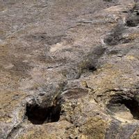 Puluhan Ribu Jejak Kaki dan Lintasan Renang Dinosaurus Ditemukan di Bolivia