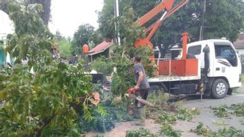 Reflecting On The Motorcyclist's Death Being Hit By A Tree, DLH Pasaman Barat Pangkas Tree On Jalan Bandarejo-Jambak