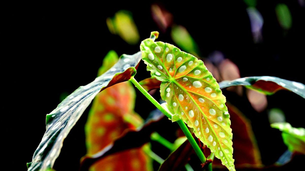 5 Plants Predicted to be Popular in 2026, What are They?