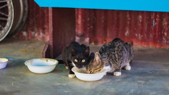 South Korean Government Updates Guidelines for Care of Stray Cats