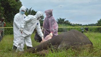 فيديو: مؤامرة لقتل الفيلة البرية في شرق آتشيه اعتقلتها الشرطة