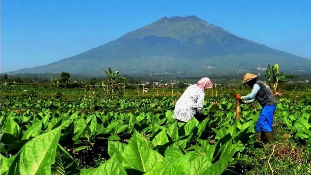 كابريس 2024 المنتخبون من المتوقع أن يمنحوا الحماية لمزارعي التبغ