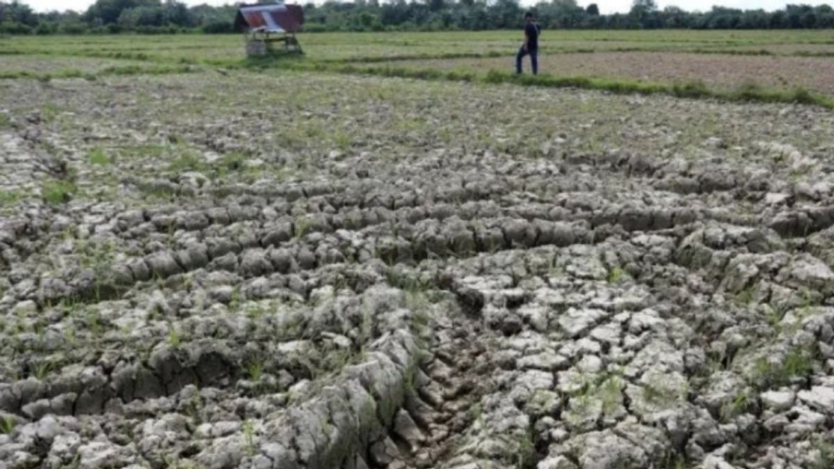 Hundreds Of Hectares Of Rice Fields In Karawang Drought Due To Shallow Channels