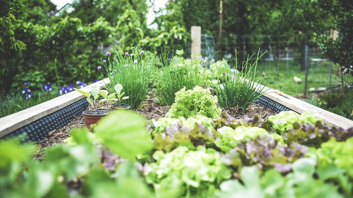 What Is Urban Farming? This Is Understanding, Benefits, To Challenges That May Be Faced