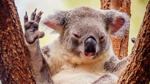 Kekeringan Berkepanjangan Penyebab Koala, Ikon Australia Terancam Punah!