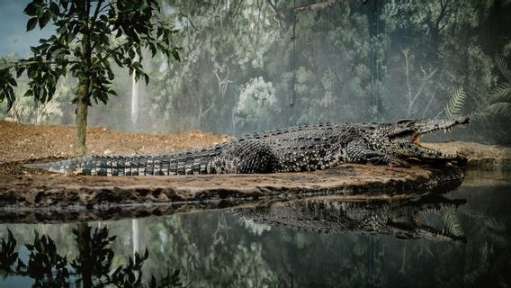 Fosil Nenek Moyang Buaya Moderen Ditemukan di Chili, Perkuat Teori Amerika Latin Tempat Lahir Evolusi Buaya