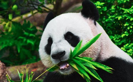 Yun Chuan dan Xin Bao, Panda Raksasa Asal China Dibawa ke San Diego AS