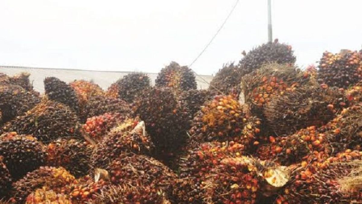 Not Right On Target, Implementation Of Palm Oil Export Levy Funds Needs To Be Evaluated