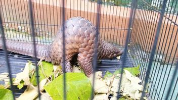 This Scaled Exotic Returned To Sampit BKSDA After Residents Found Crossing The Road