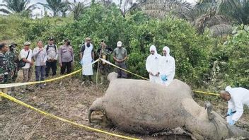 据称死象吃掉花园中的普普克居民，亚齐 - 加库姆BKSDA苏门答腊岛追踪公平元素