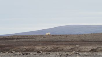 北極圏の長期にわたる夏はホッキョクグマの絶滅のリスクを高める