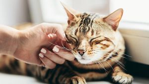 5 Fakta yang Wajib Diketahui Sebelum Mengelus Kucing