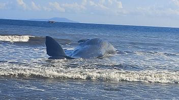 Paus Mati Terdampar di Pantai Jembrana