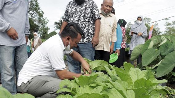 Pemkab Belitung Timur Mencanangkan Program Menanam di Pekarangan, Kelompok Wanita Tani jadi Ujung Tombak