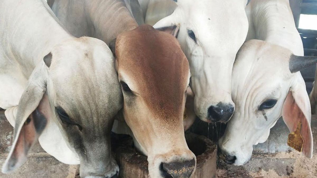 ID FOOD: 3 000 vaches en vie arrivent en mars