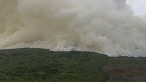 Tim Gabungan Turun Tangan Padamkan 25 Hektare Kebakaran Hutan di Bengkalis Riau