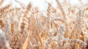 土耳其支持联合国计划恢复乌克兰小麦海运出口