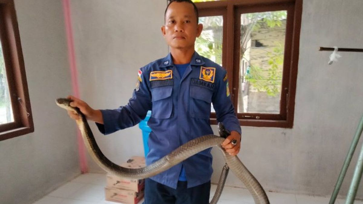 There Were 6 Snakes That Entered The Yogyakarta Firehouse