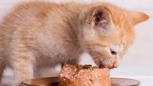 Awas Basi! Begini Cara Menyimpan Makanan Basah Kucing yang Baik dan Benar 