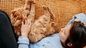 Alasan Mengapa Kucing Suka Tidur di Kaki Pemiliknya, Tidak Sekedar Manja-manjaan