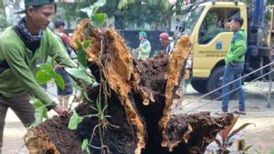 Sudin Pertamanan dan Hutan Jakpus Anggarkan Alat Deteksi Kesehatan Akar Pohon 