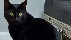 2,5 Tahun Hilang, Kucing Hitam Ruby Kembali ke Rumah Pemiliknya 