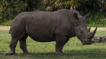 Bonne Nouvelle: La Population De Rhinocéros De Java Augmente Après La Naissance De 2 Veaux Rhinocéros à Ujung Kulon