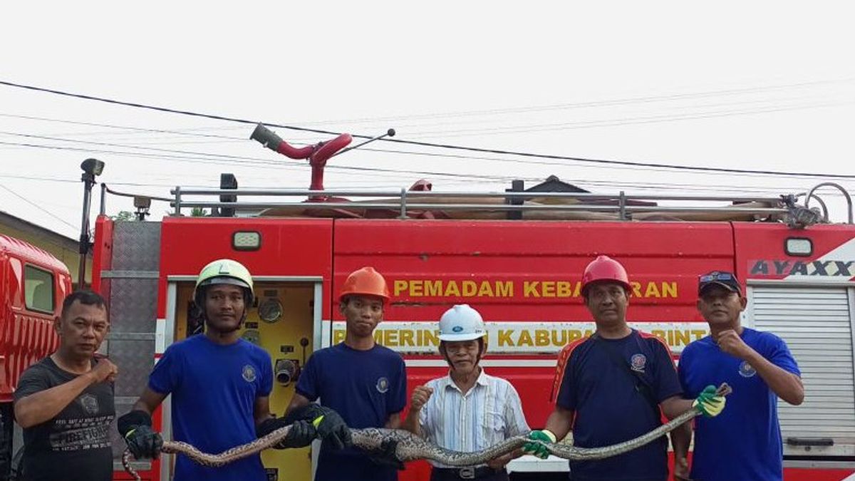 East Bintan Firefighters Evacuate 4 Meter Pythons Entering Residents' Settlements