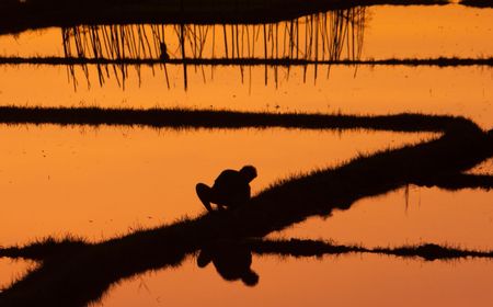 Kemarau Panjang Bikin Gagal Panen, DPR Dorong Insentif untuk Petani