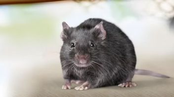 زيادة ضحايا تفشي البول الفئران في سامبانغ بمقدار 5 أشخاص