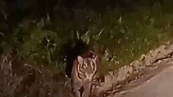  Harimau Muncul di Siak, BB KSDA Riau Pasang Kamera Jebakan