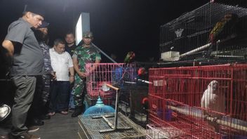 TNI AL Gagalkan Upaya Penyelundupan Hewan Dilindungi di Teluk Kumai Kalteng
