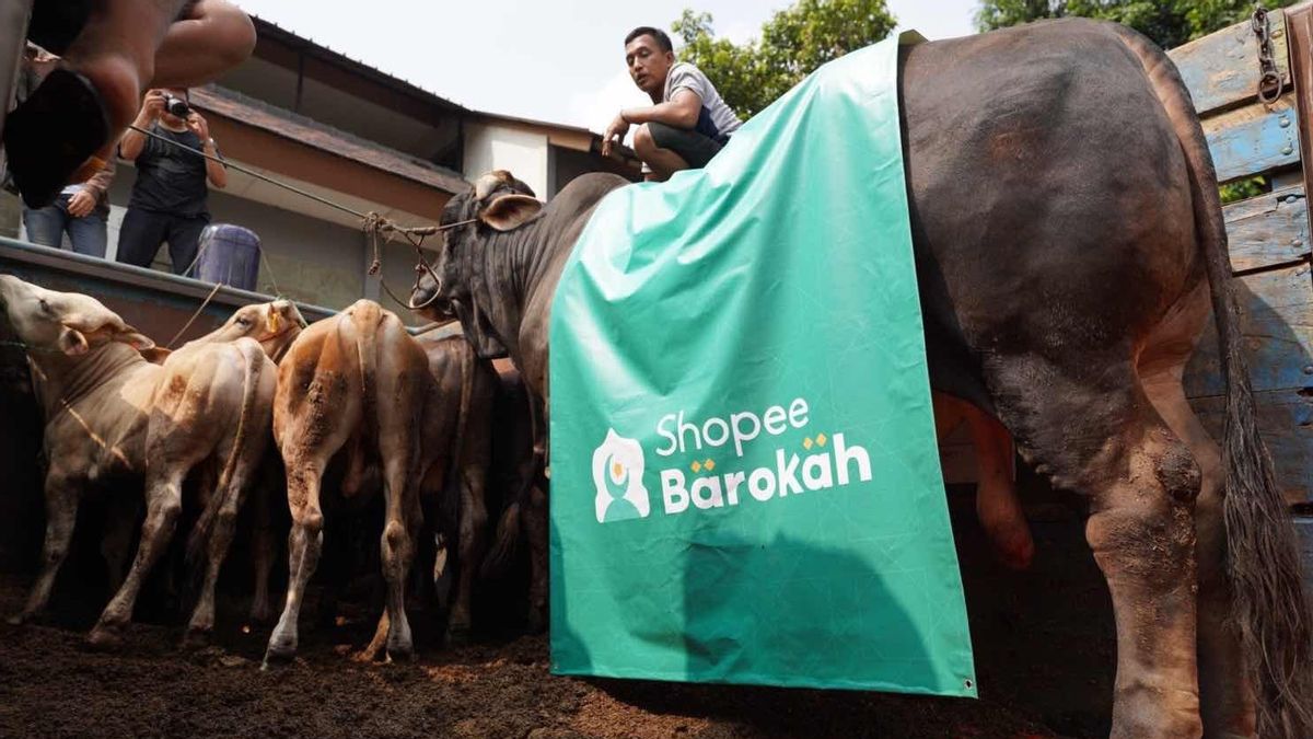 Shopee Barokah Distributes Limousine Cattle Sacrifice Meat With LAZISNU