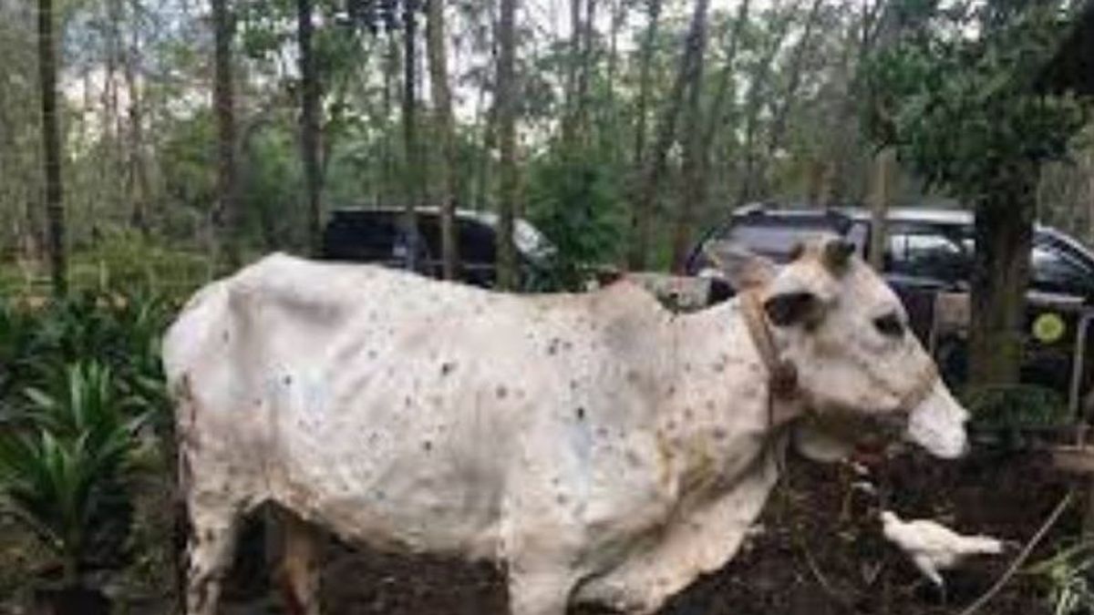 المزارعون يحصلون على 10 ملايين روبية إندونيسية لكل رأس من الماشية التي تموت بسبب مرض الحمى القلاعية في رياو