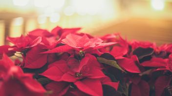 Recommended 5 Red Indoor Ornamental Plants