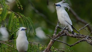 メンパレクラフ・サンディアガがTNBBの自然保護型観光を支援