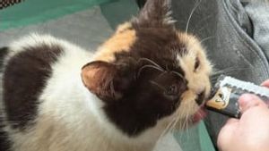 Polisi Panggil Sherina Munaf Buntut Unggahan Kucing Uya Kuya Berbadan Kurus