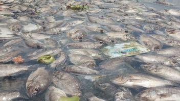 西スマトラ州マニンジャウ湖での死んだ魚の損失は、IDR 352億8000万に達します