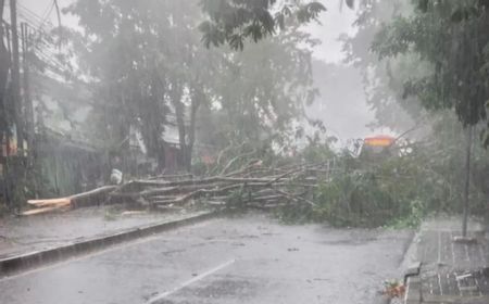 2 Pohon Setinggi 5 Meter Tumbang di Cilandak, Sudah Dievakuasi Tim Damkar