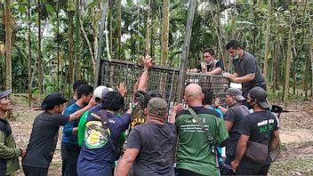 老虎捕食者牛居民在北苏门答腊兰卡特现在通缉