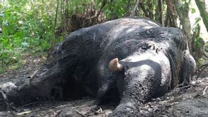 Pemkab Nagan Raya Kerahkan Tim Telusuri Penyebab Kematian Gajah