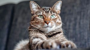 7 Cara Agar Disukai Kucing, Nomor Empat Hanya Bisa Dilakukan Orang Terpilih