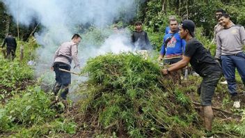 La police de Madina a détruit 5 hectares de champignons de marijuana