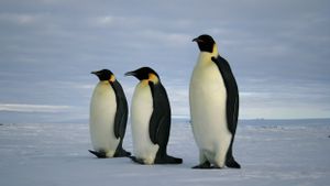 Akibat Perubahan Iklim dan Mencairnya Es, Penguin Kaisar Berstatus Terancam Punah